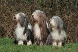 BEARDED COLLIE 355